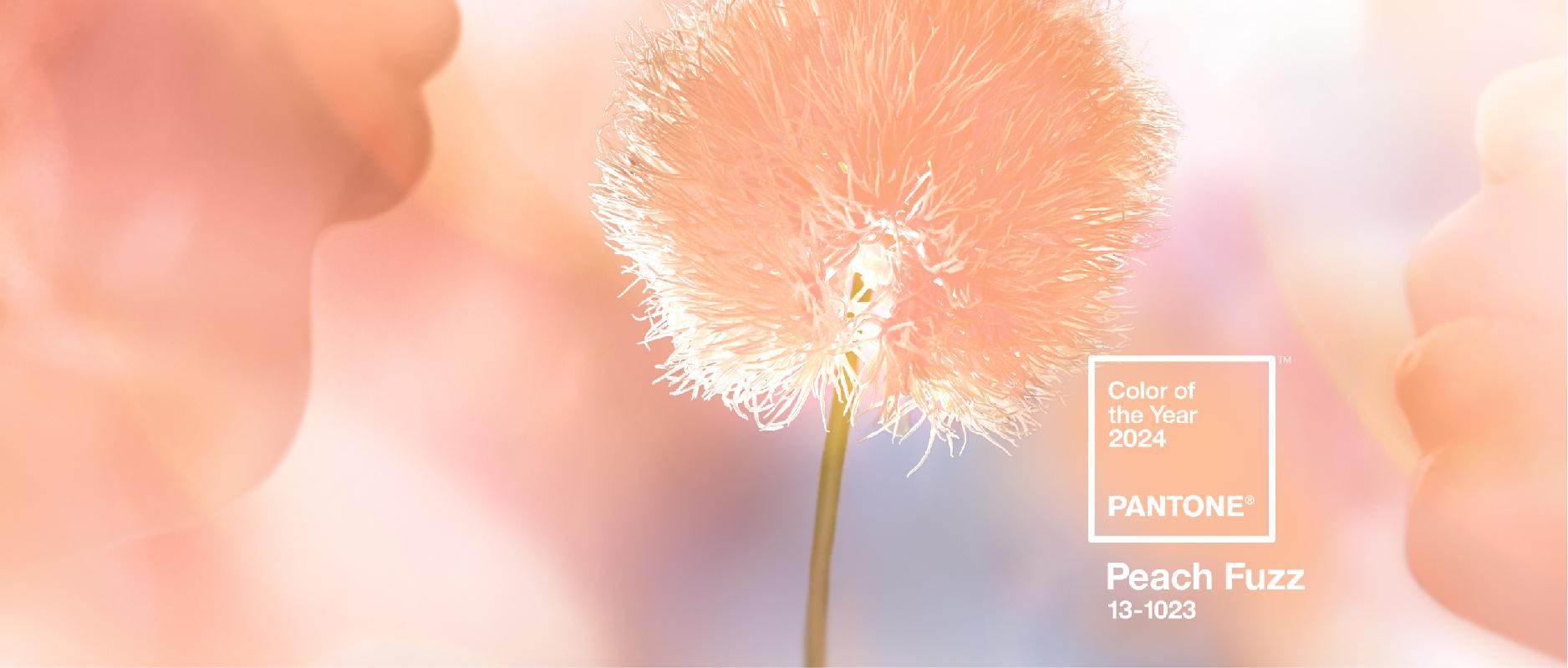 ARD ‖ 2024年潘通PANTONE流行色“柔和桃”